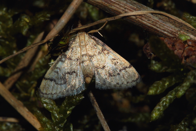 Crambidae 2 - Metasia ophialis